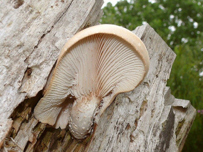 P1100043 Neolentinus lepideus cc crp
